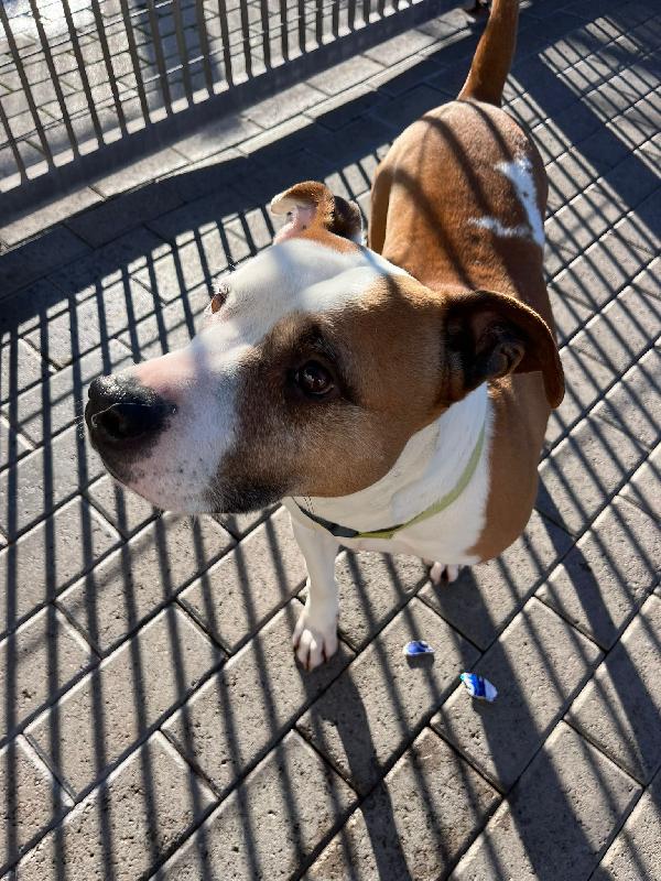 MAYA BELLISSIMA AMSTAFF Foto 10